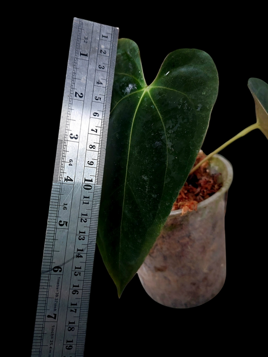 Anthurium Papillilaminum 'Guna yala' ecotype (EXACT PLANT) A0102
