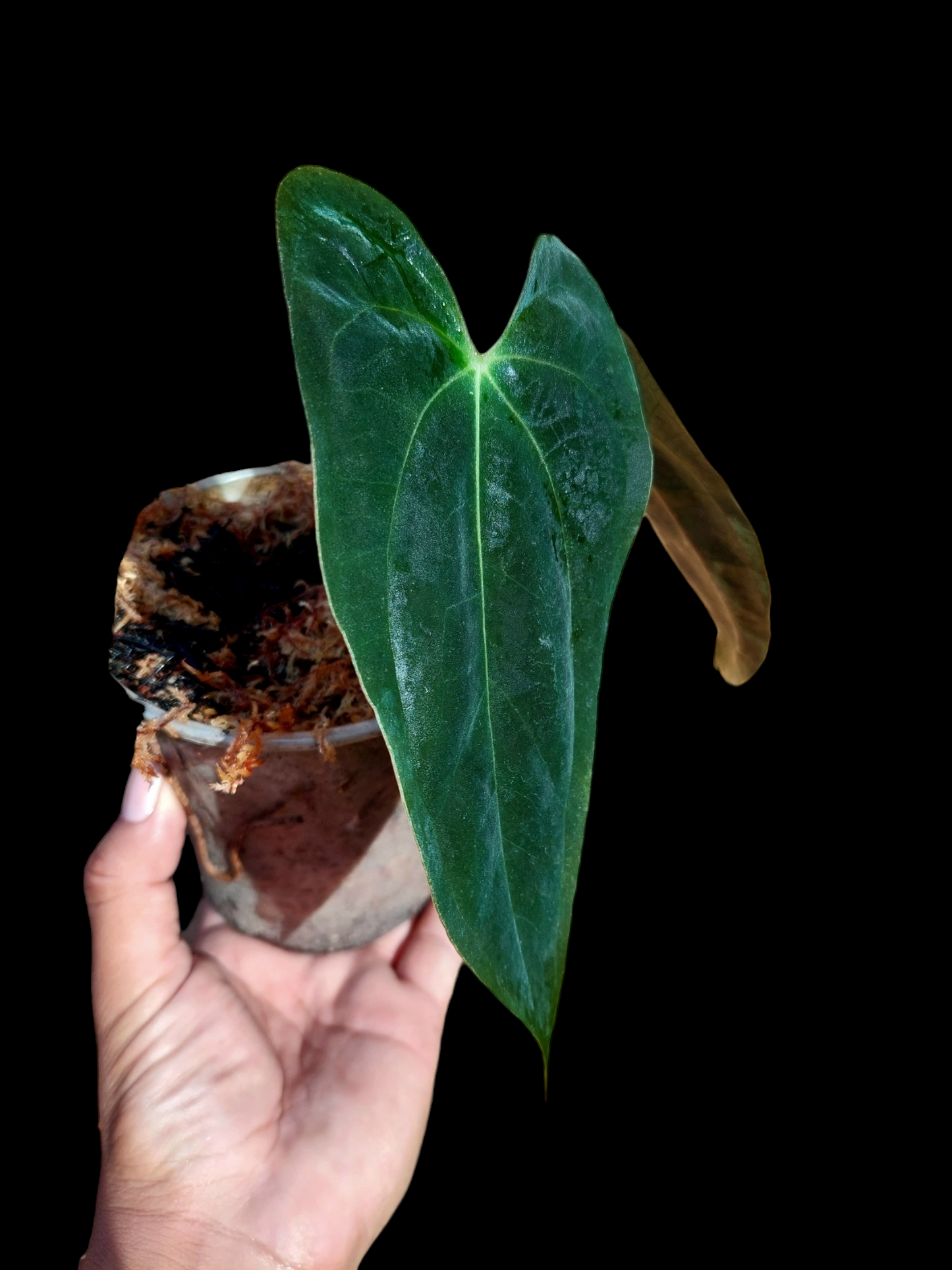 Anthurium Papillilaminum 'Guna yala' ecotype (EXACT PLANT) A0102