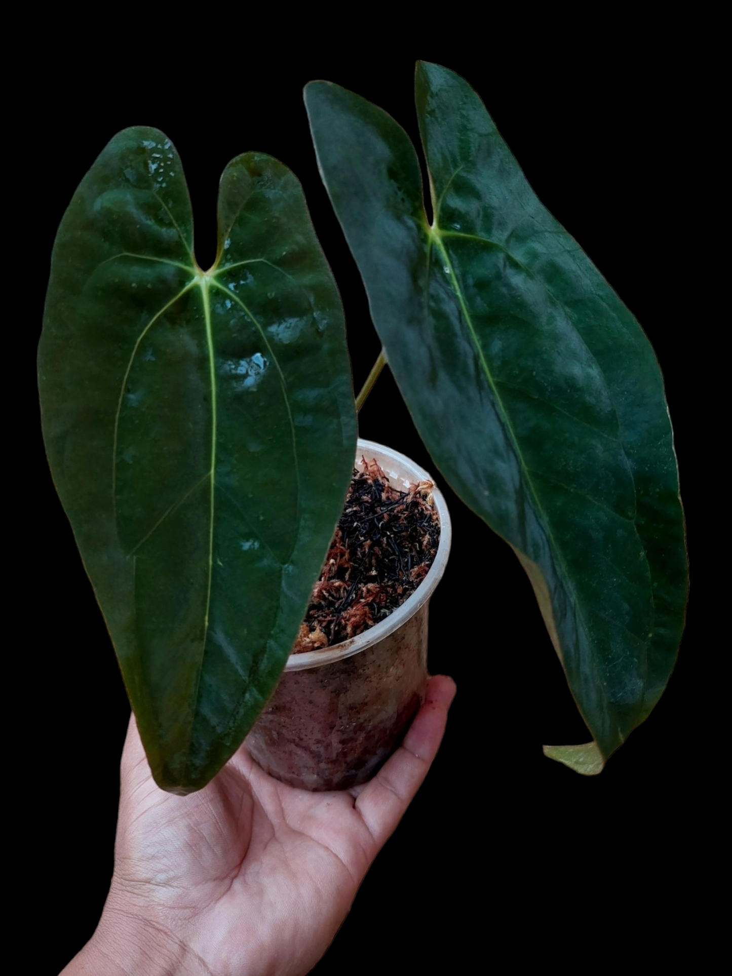 Anthurium Papillilaminum 'Portobelo' ecotype (EXACT PLANT) A0103