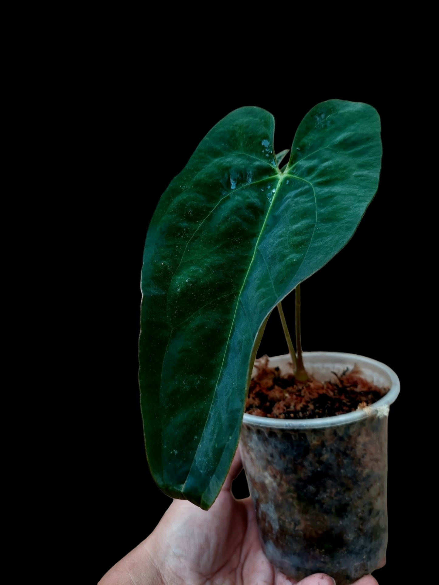 Anthurium Papillilaminum 'Portobelo' ecotype (EXACT PLANT) A0103
