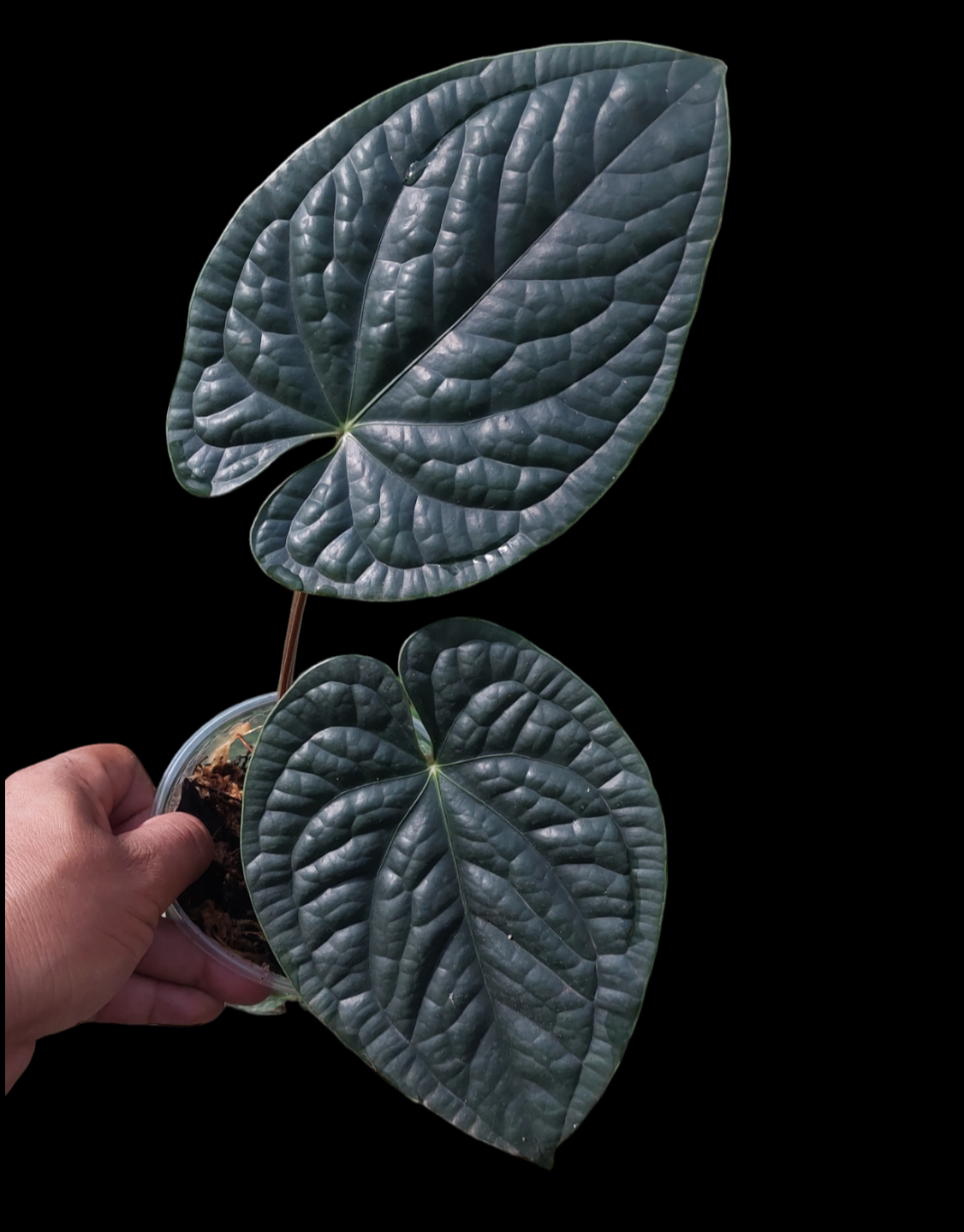 Anthurium Luxurians (EXACT PLANT)