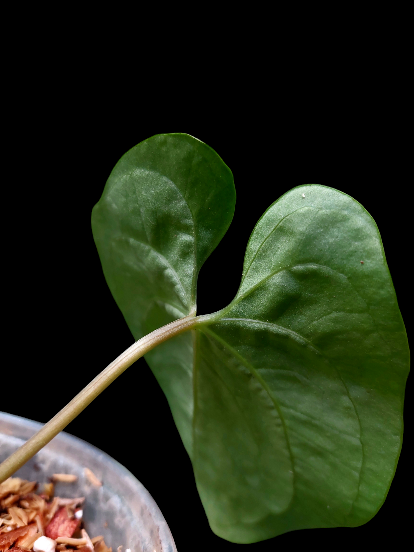 Anthurium sp. "Punku" Wild Ecotype Small Size (EXACT PLANT)