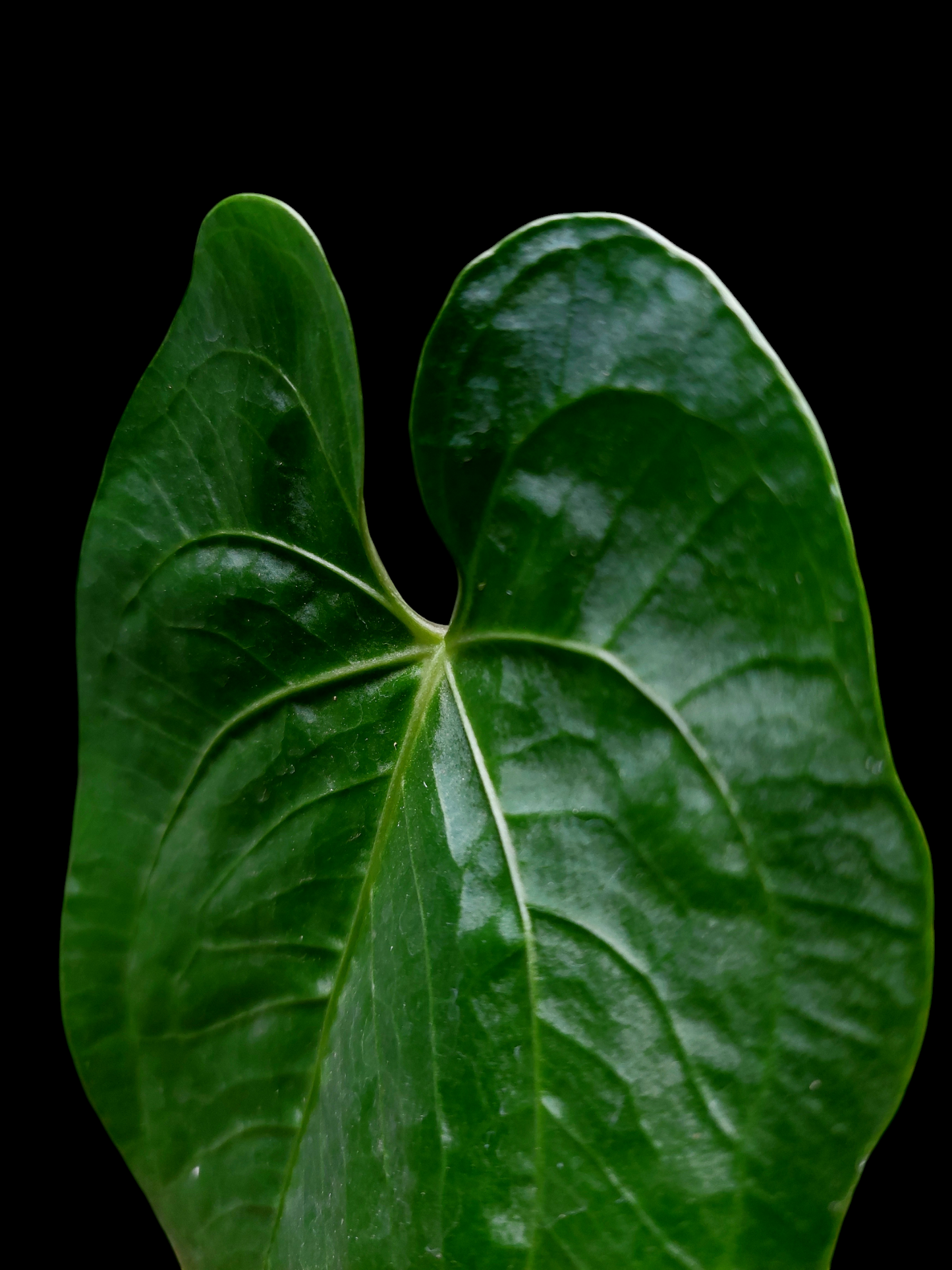 Anthurium sp. "Punku" Wild Ecotype Small Size (EXACT PLANT)