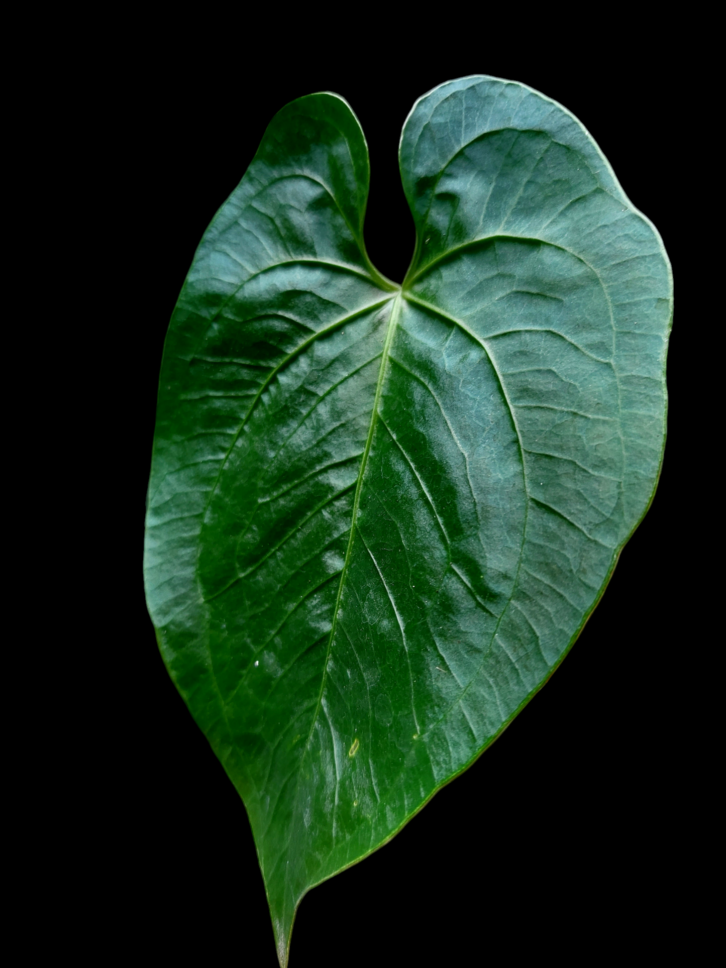 Anthurium sp. "Punku" Wild Ecotype Small Size (EXACT PLANT)