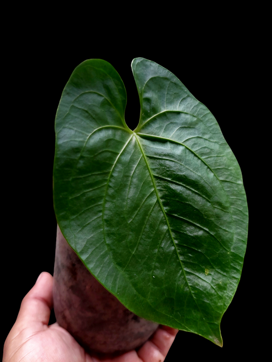 Anthurium sp. "Punku" Wild Ecotype Small Size (EXACT PLANT)