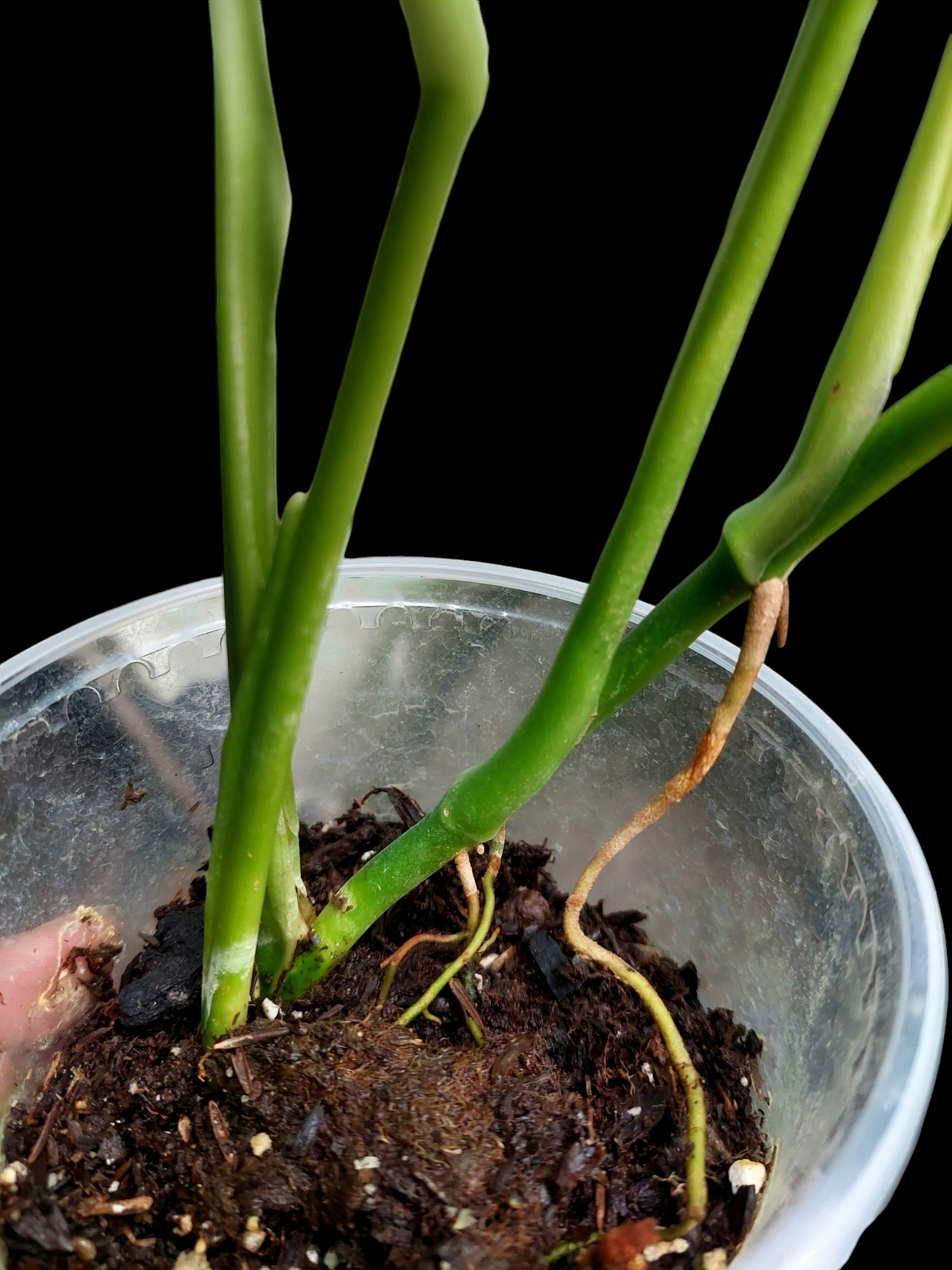 Monstera sp. 'Tarapoto' (EXACT PLANT)