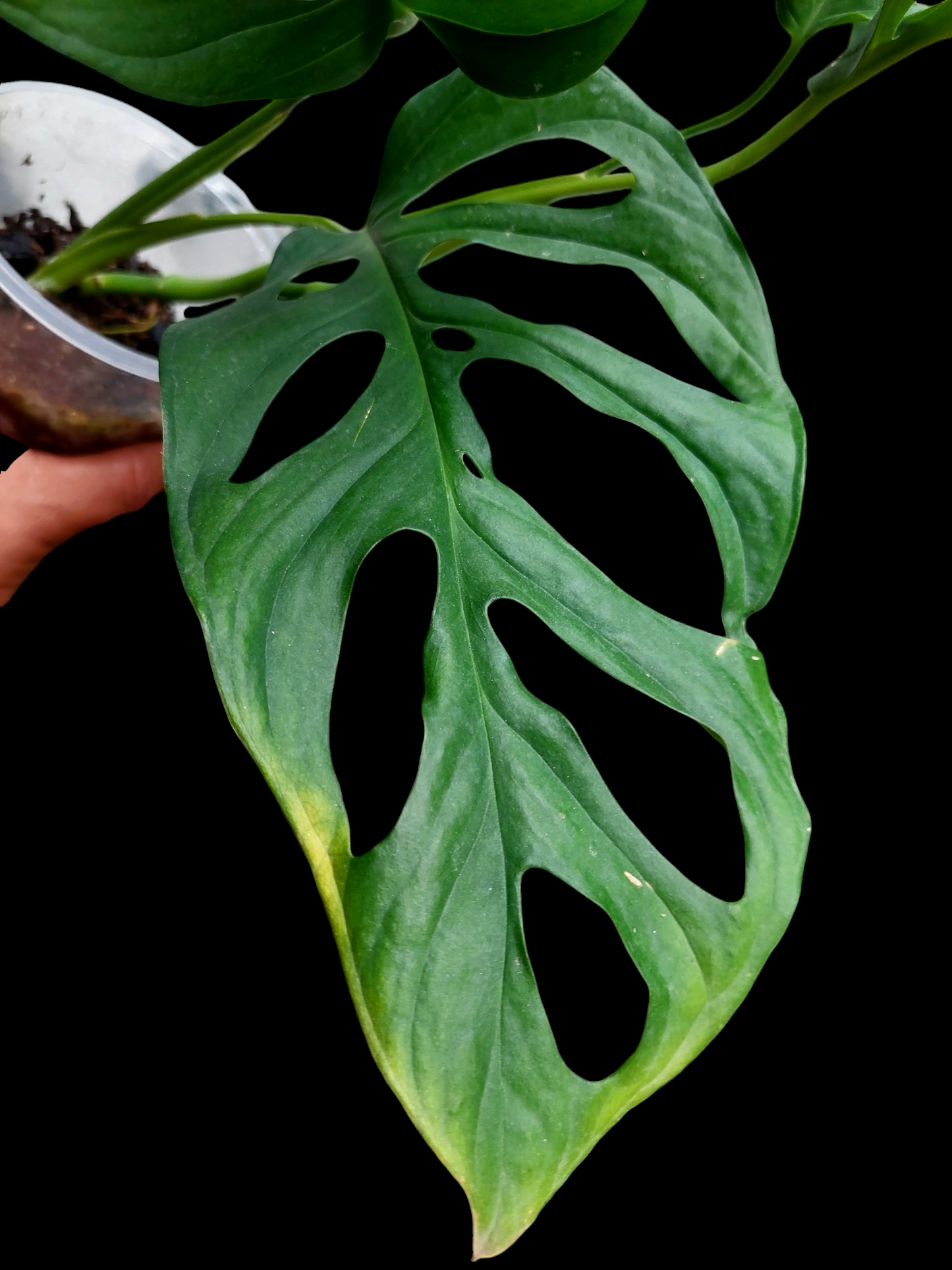 Monstera sp. 'Tarapoto' (EXACT PLANT)