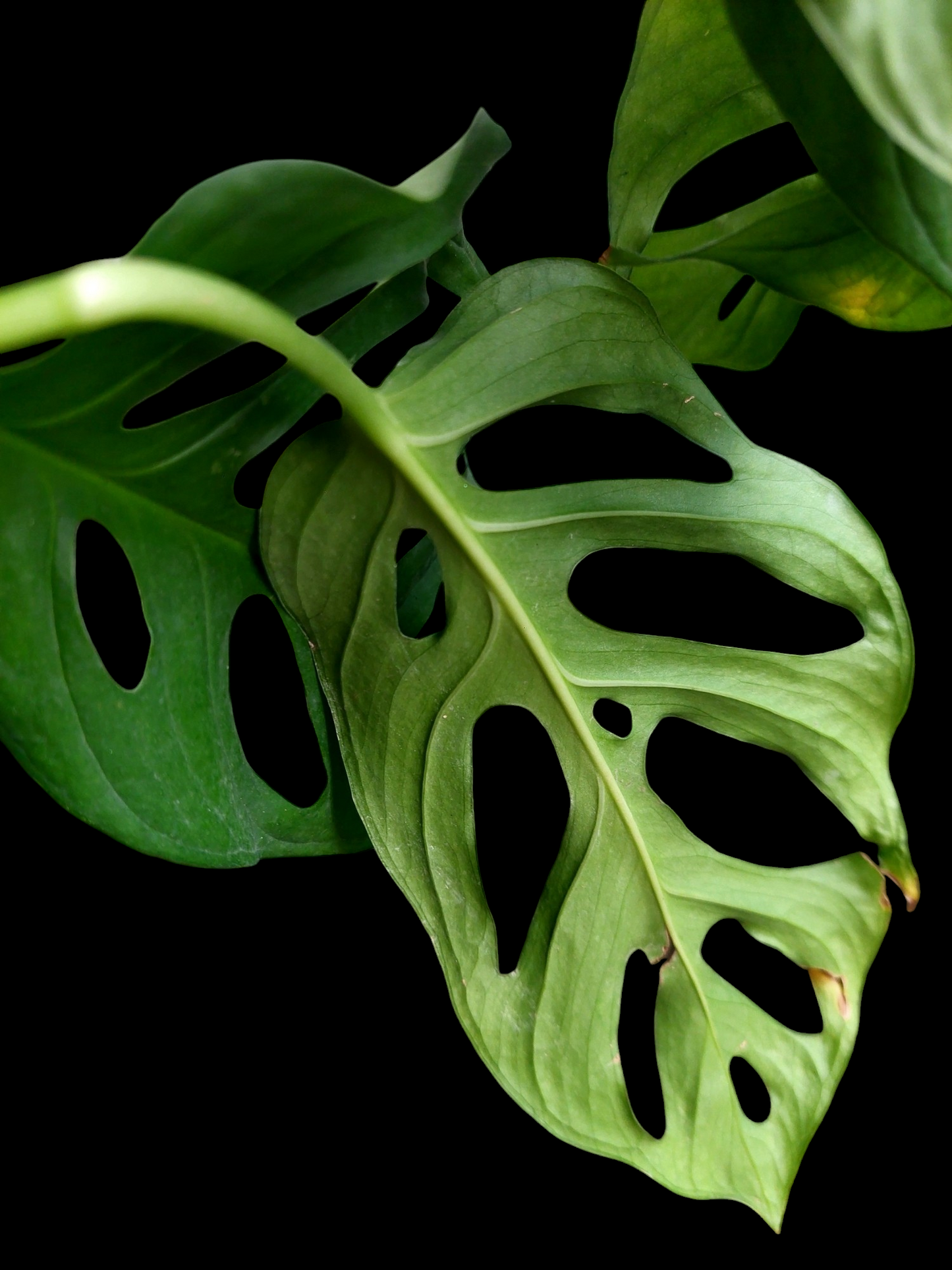 Monstera sp. 'Tarapoto' (EXACT PLANT)