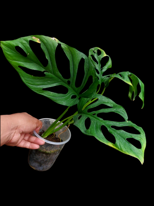 Monstera sp. 'Tarapoto' (EXACT PLANT)