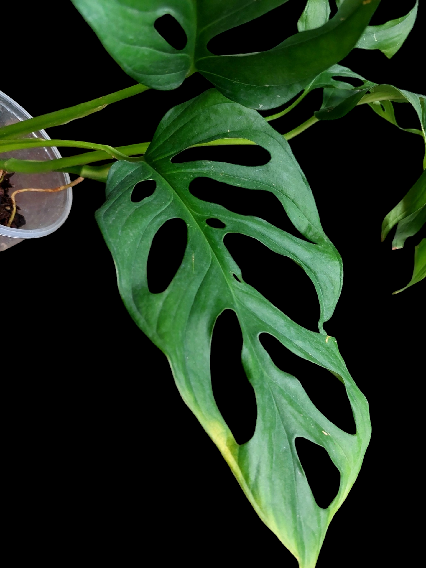 Monstera sp. 'Tarapoto' (EXACT PLANT)