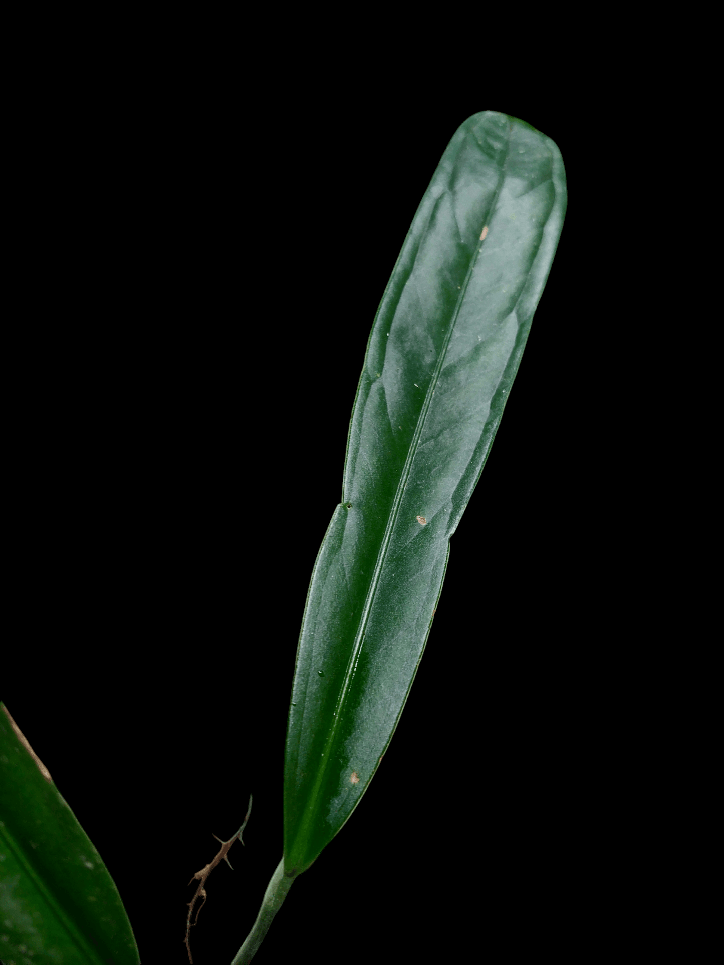 anthurium ceronii care Anthurium Ceronii Wild Ecotype Large Plant (EXACT PLANT)