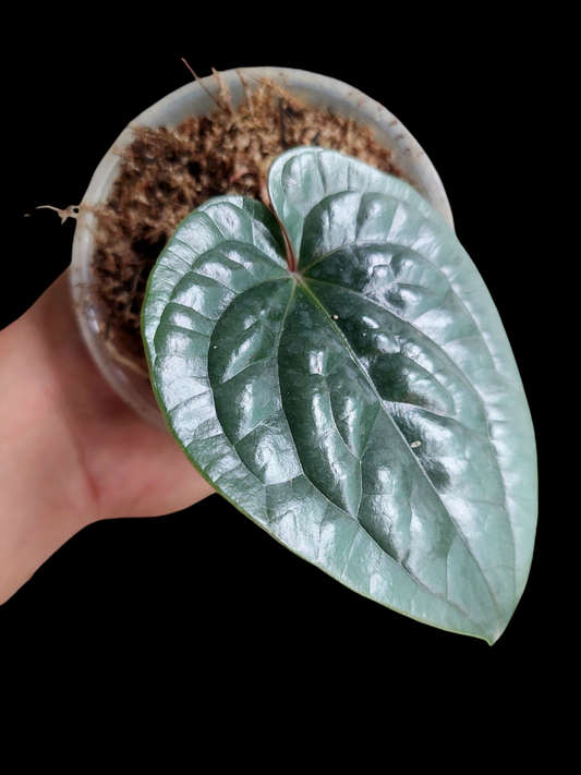 Anthurium Luxurians Silver Small Size (EXACT PLANT)