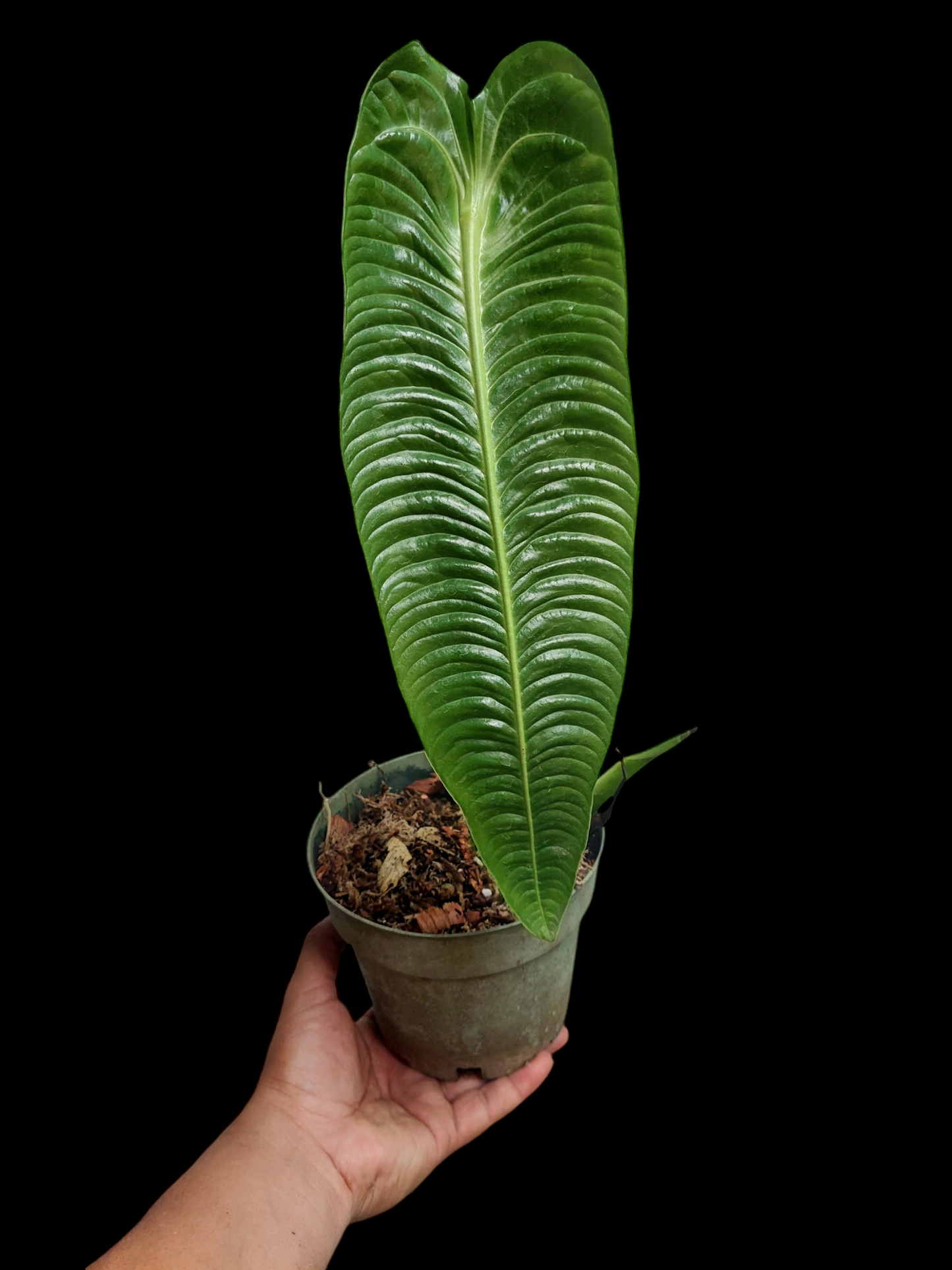 Anthurium Veitchii Narrow Form (EXACT PLANT)