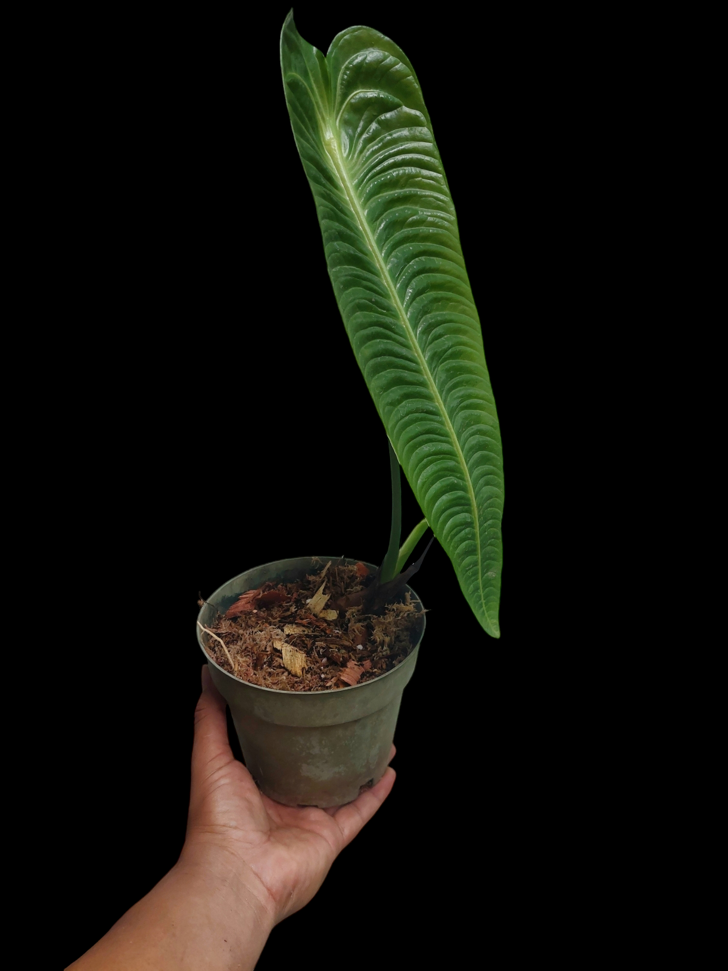 Anthurium Veitchii Narrow Form (EXACT PLANT)