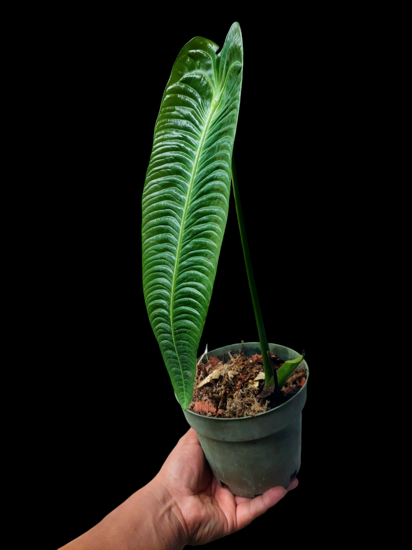 Anthurium Veitchii Narrow Form (EXACT PLANT)