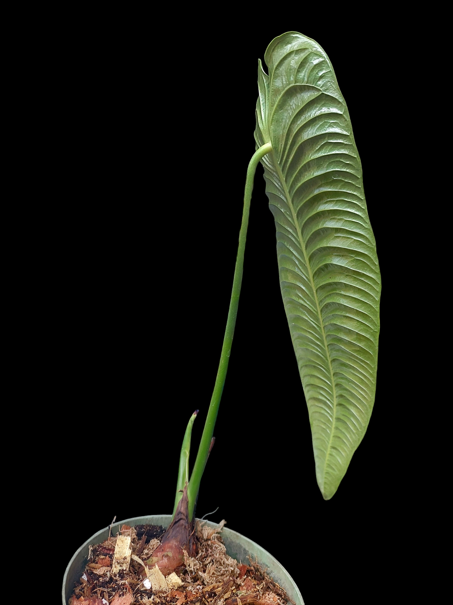 Anthurium Veitchii Narrow Form (EXACT PLANT)