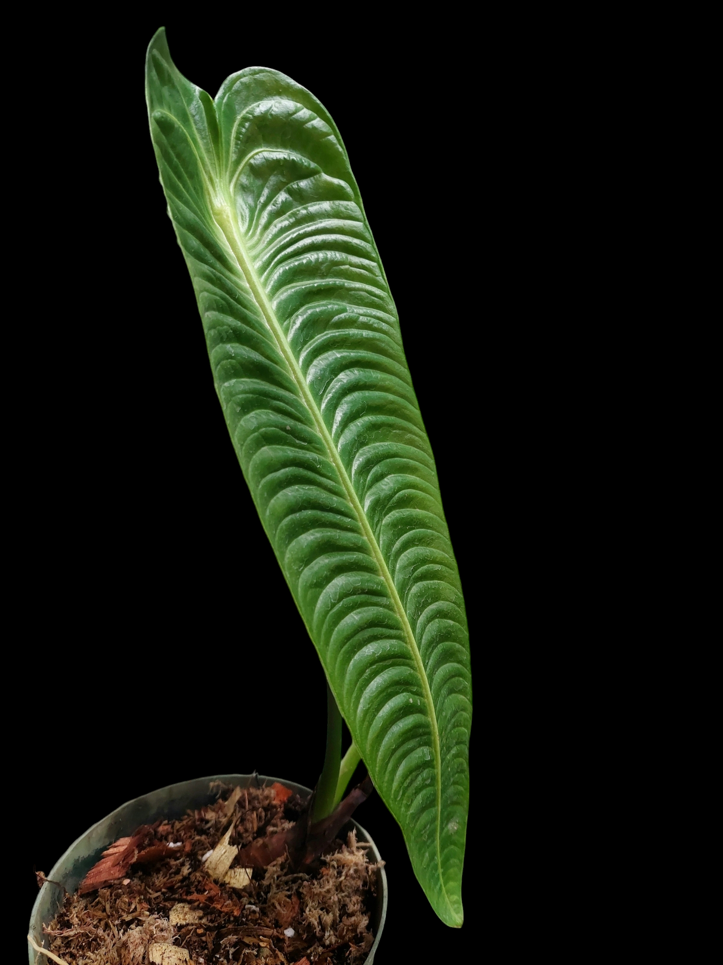 Anthurium Veitchii Narrow Form (EXACT PLANT)