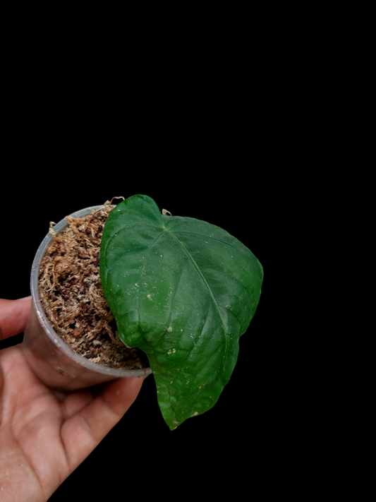 Anthurium Kunayalense Small Size with 1 Leaf Wilde Ecotype Pure Specie (EXACT PLANT)