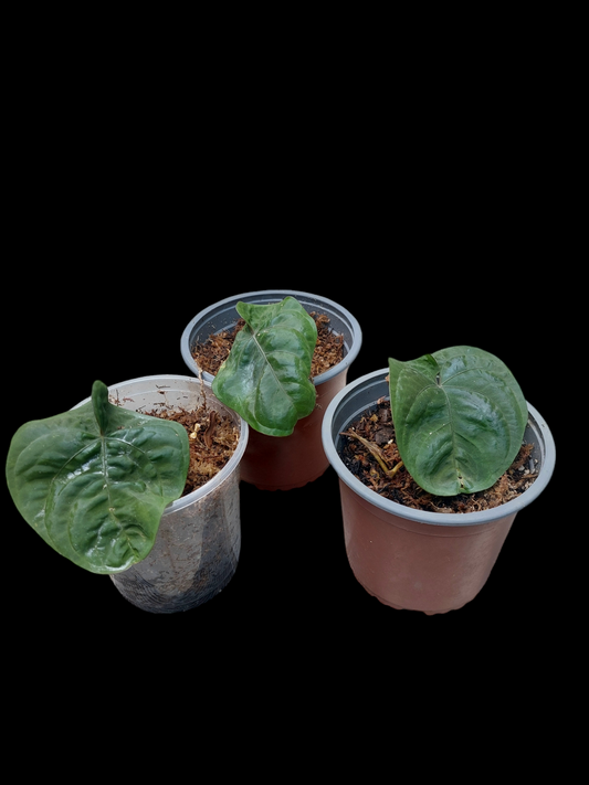 3X Anthurium Dressleri 'Bocas del Toro' and "Rio Guanche" Wild Ecotype (EXACT PLANT)