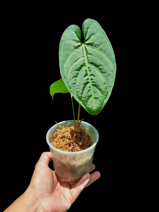 Anthurium sp. "Tarapoto Velvet" Wild Ecotype 2 Leaves (EXACT PLANT)