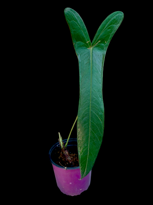 Anthurium Josei Narrow form BIG PLANT (EXACT PLANT)