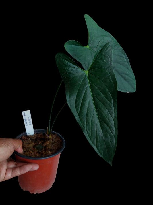 Anthurium sp. 'Peru Dark' (EXACT PLANT) A0189