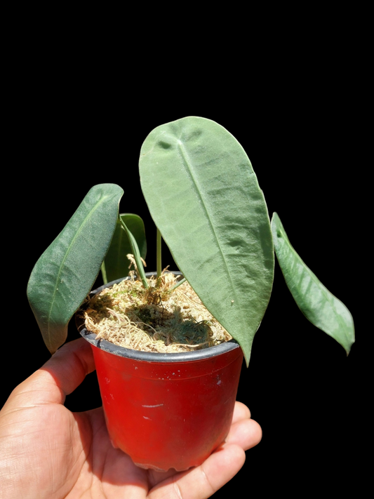 Anthurium sp. "Little Ghost" 4 Leaf (EXACT PLANT)