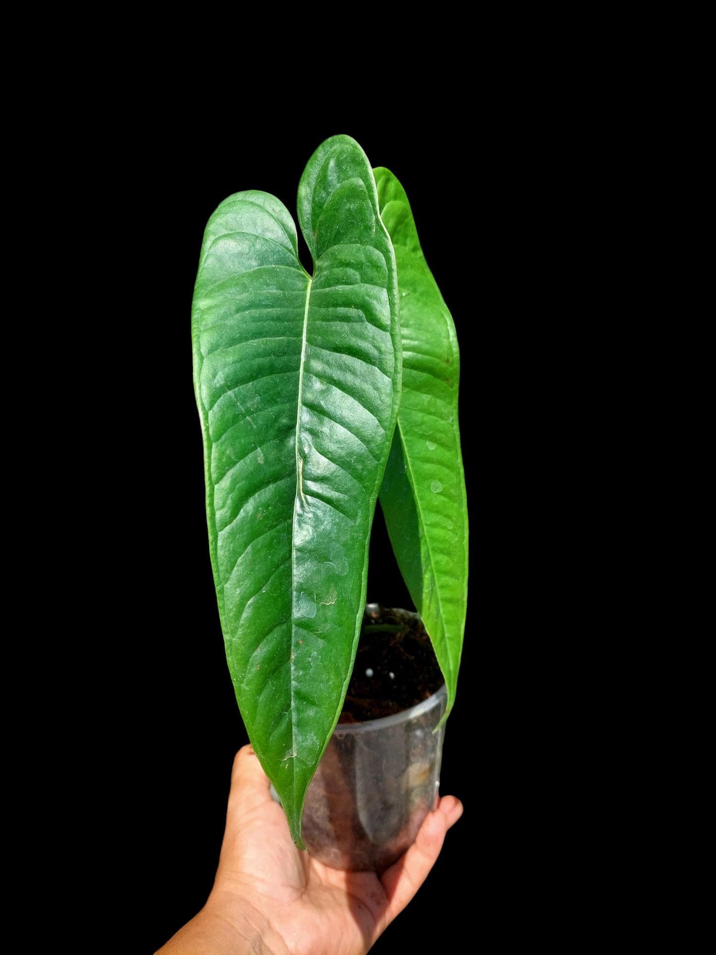 Anthurium Flavolineatum Big Plant (EXACT PLANT)