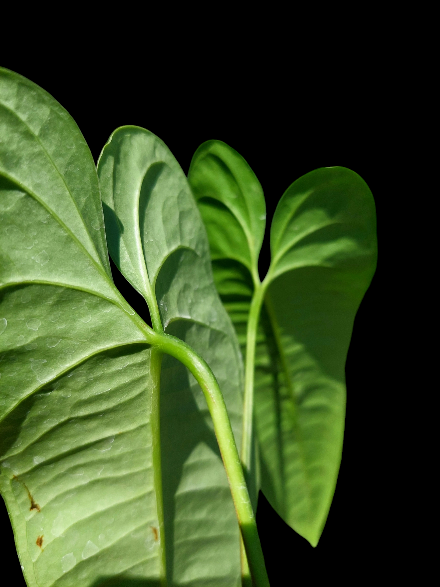 Anthurium Flavolineatum Big Plant (EXACT PLANT)