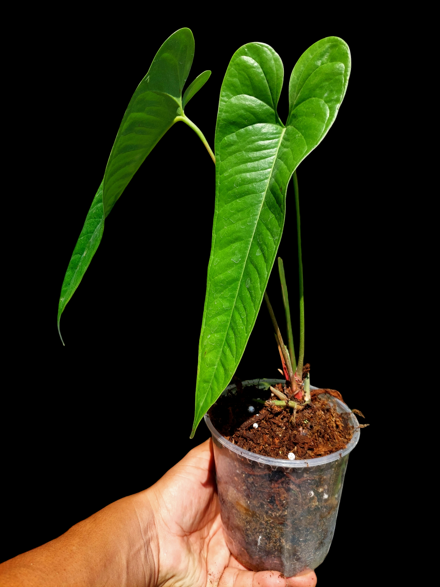 Anthurium Flavolineatum Big Plant (EXACT PLANT)