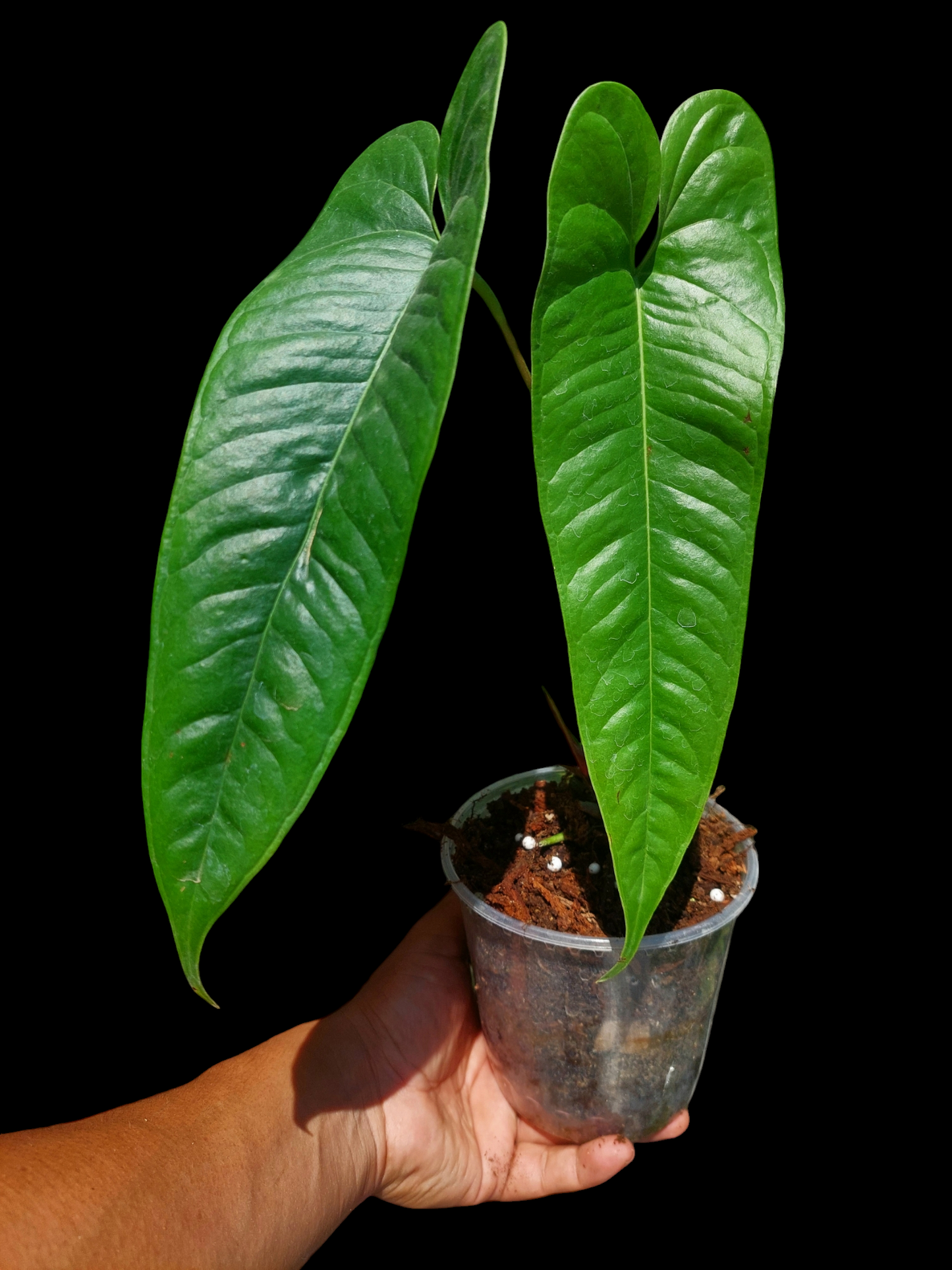 Anthurium Flavolineatum Big Plant (EXACT PLANT)