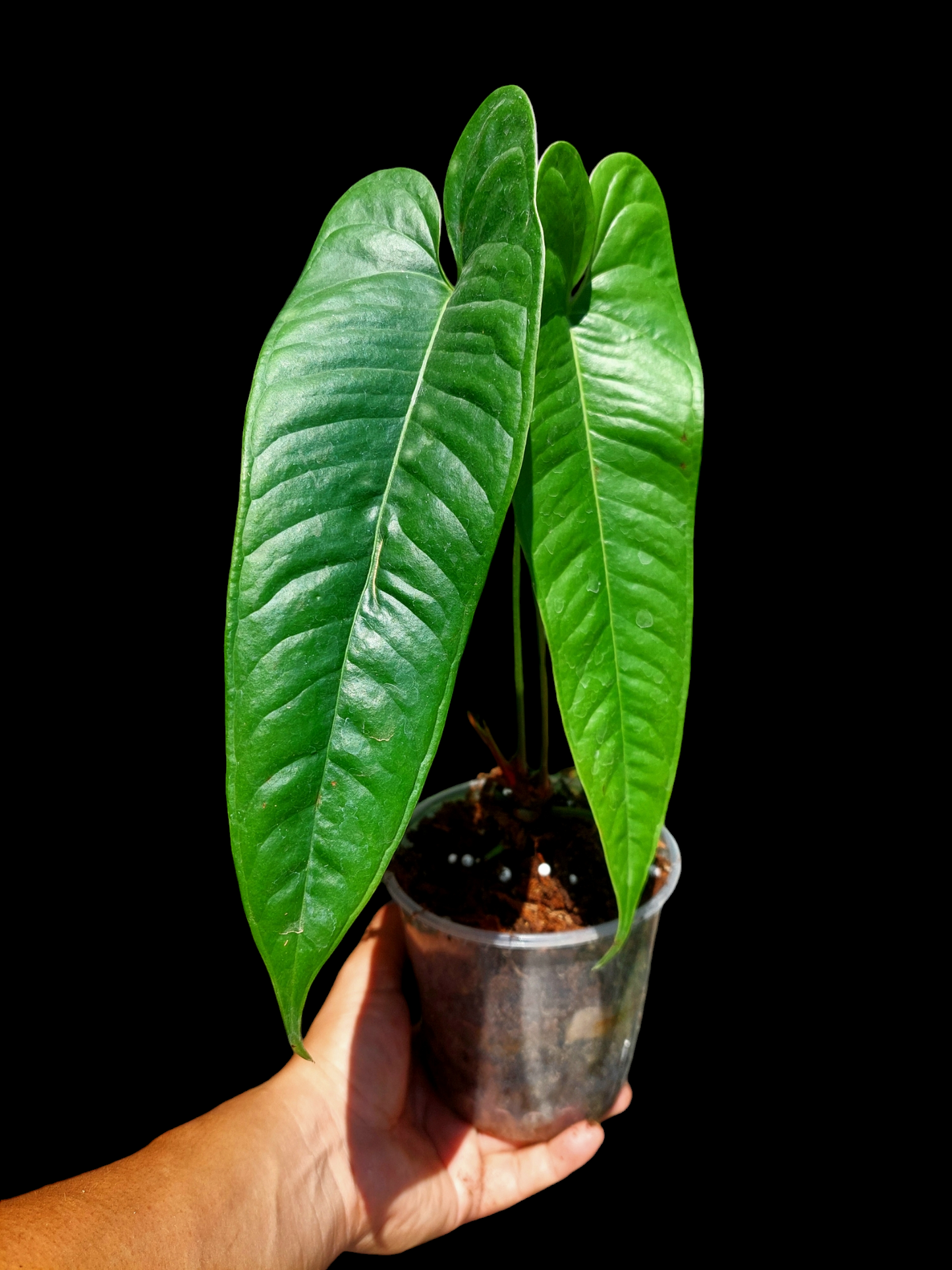 Anthurium Flavolineatum Big Plant (EXACT PLANT)