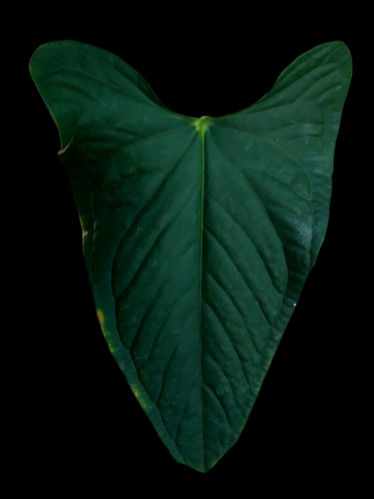 Anthurium sp. 'Peru Dark' with 1 Leaf (EXACT PLANT)