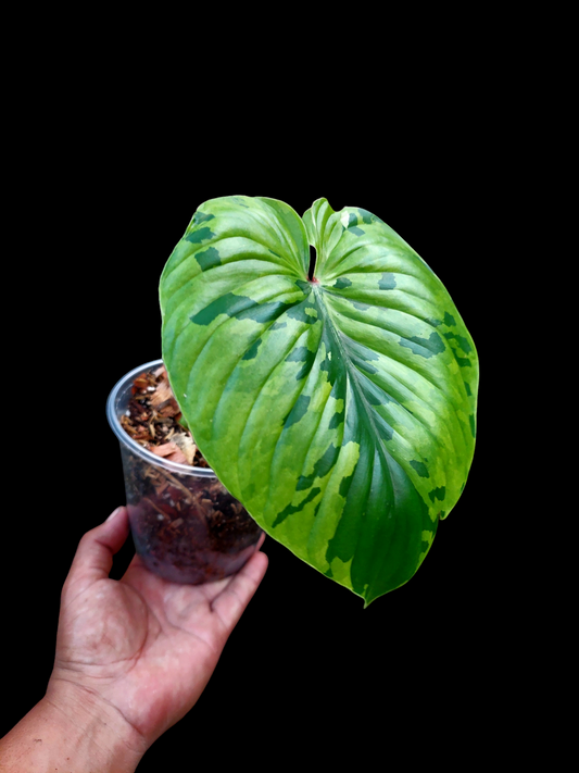 Philodendron Plowmanii Variegated Medium Size (EXACT PLANT)