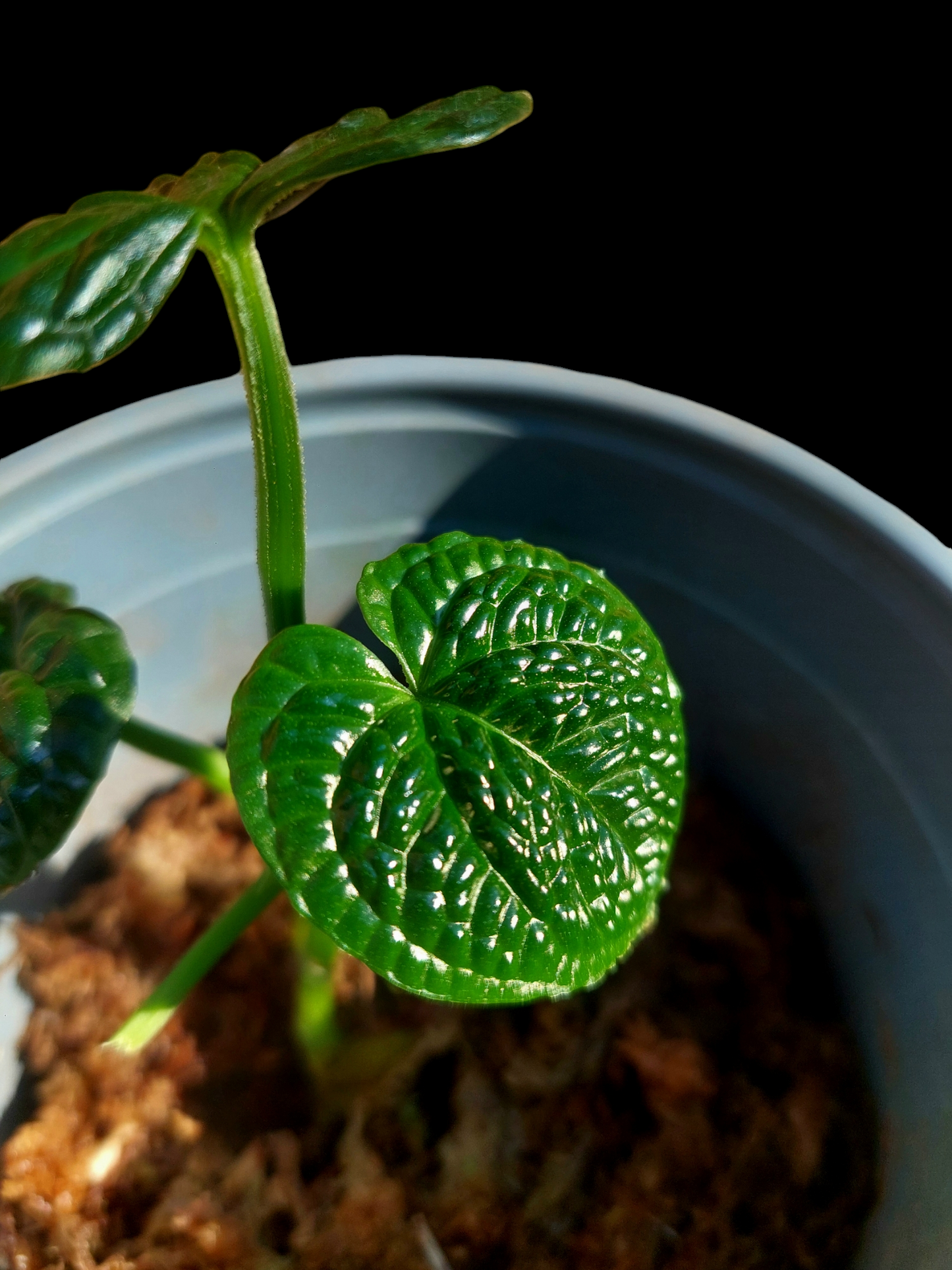 Anthurium Splendidum (EXACT PLANT)