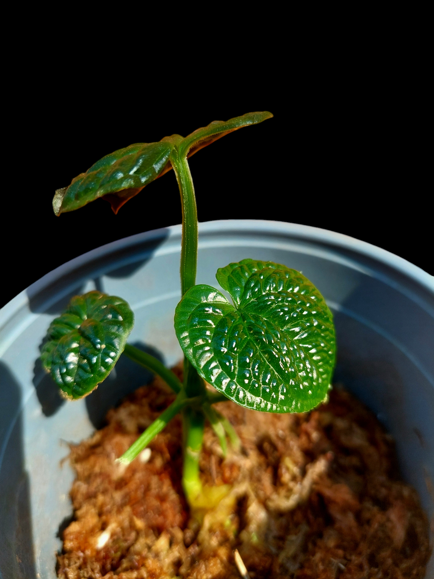 Anthurium Splendidum (EXACT PLANT)