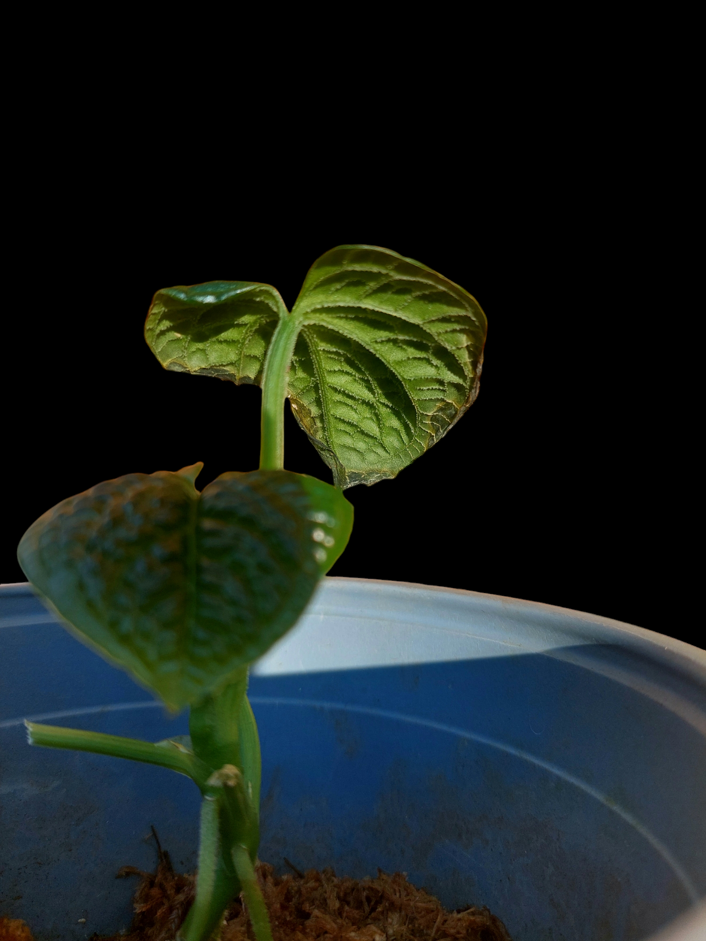 Anthurium Splendidum (EXACT PLANT)