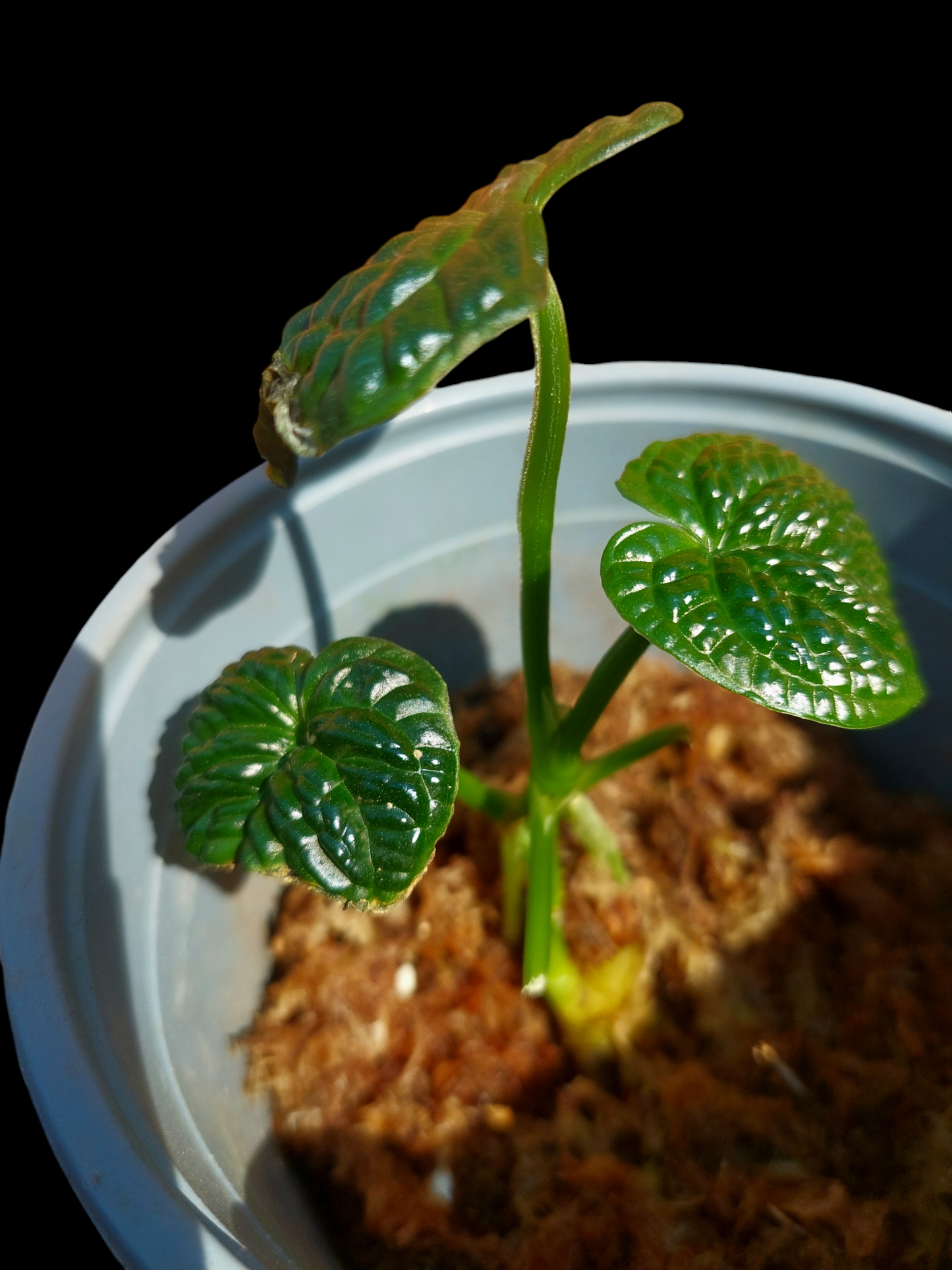 Anthurium Splendidum (EXACT PLANT)