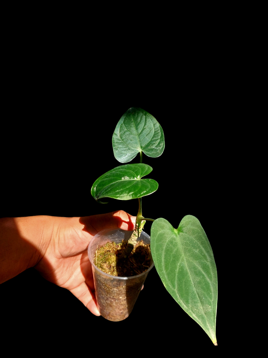 Anthurium sp. "Tarapoto Velvet" Small Size Wild Ecotype 3 Leaves (EXACT PLANT)