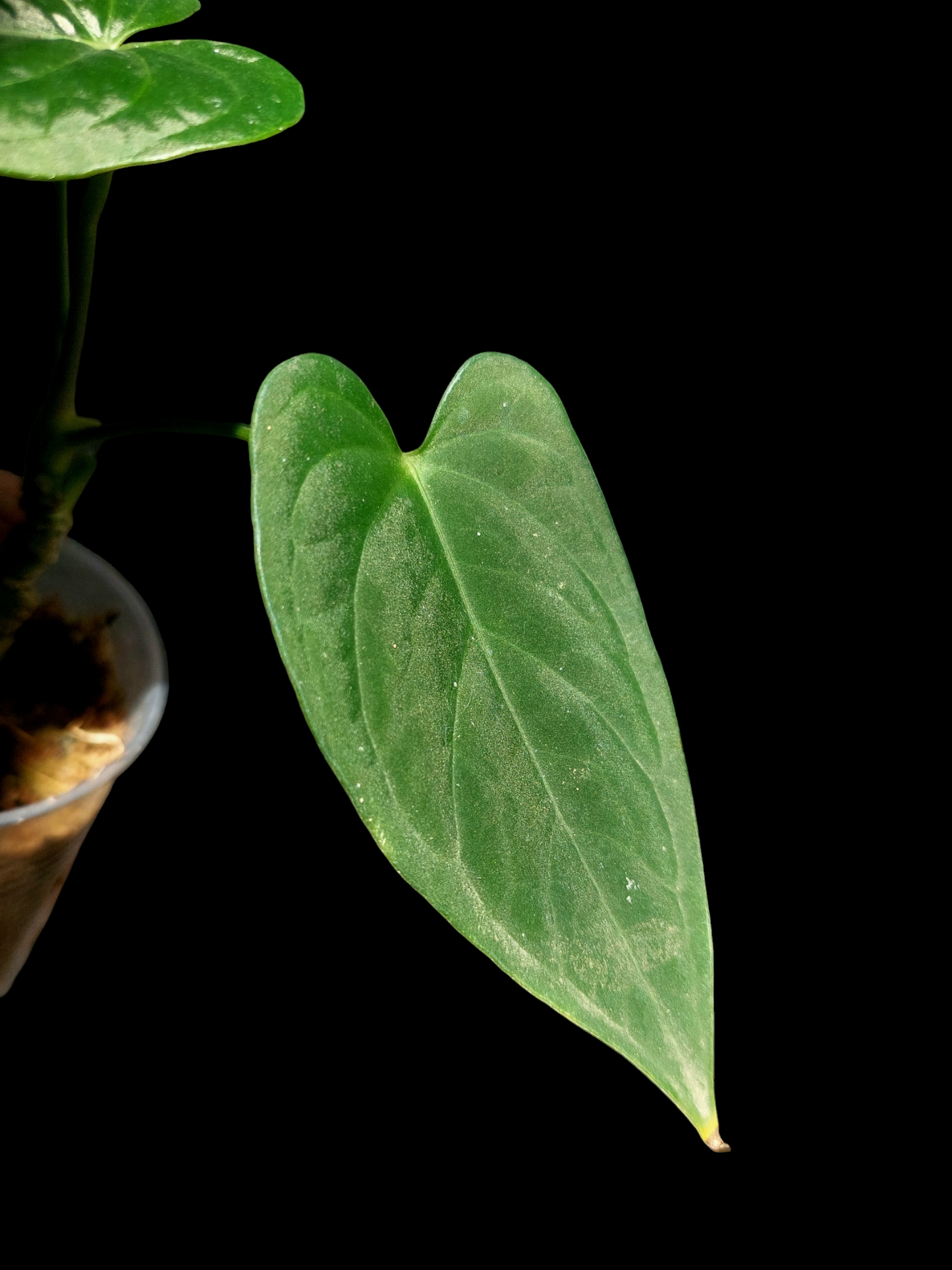 Anthurium sp. "Tarapoto Velvet" Small Size Wild Ecotype 3 Leaves (EXACT PLANT)