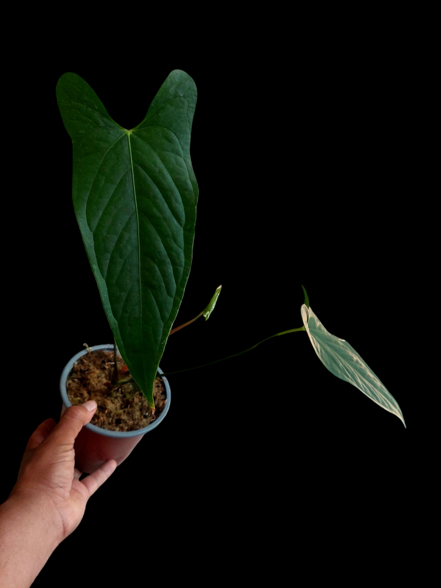 Anthurium sp. 'Peru Dark' 3 leaves A0208 (EXACT PLANT)