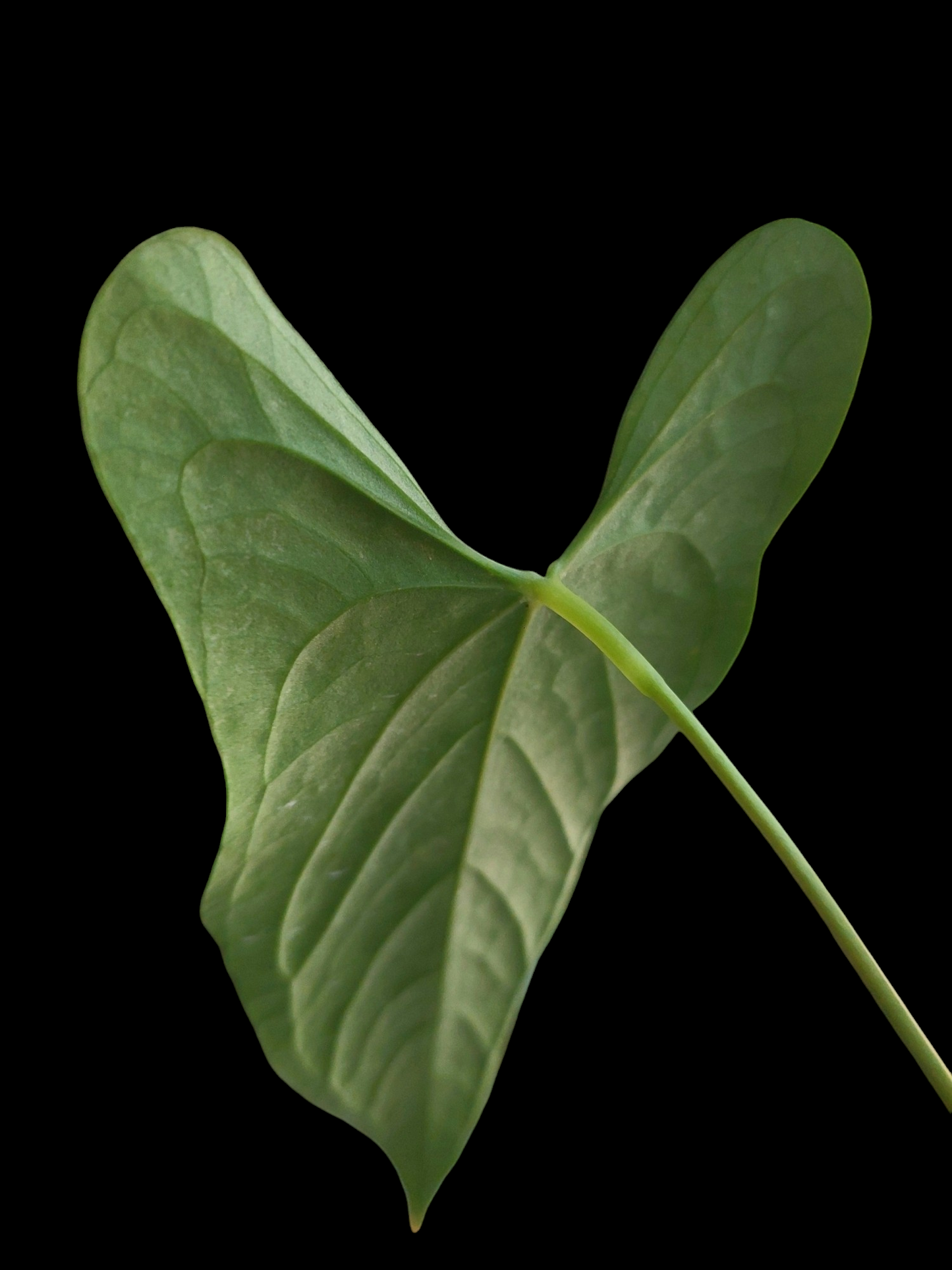 Anthurium sp. 'Peru Dark' 3 leaves A0208 (EXACT PLANT)