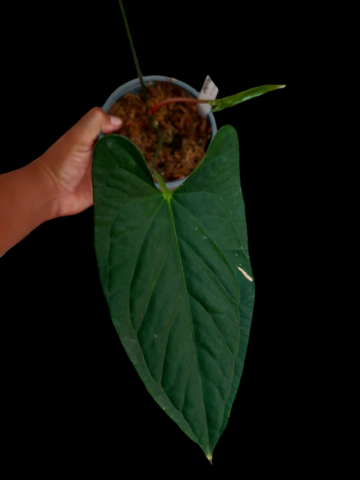 Anthurium sp. 'Peru Dark' 3 leaves A0208 (EXACT PLANT)