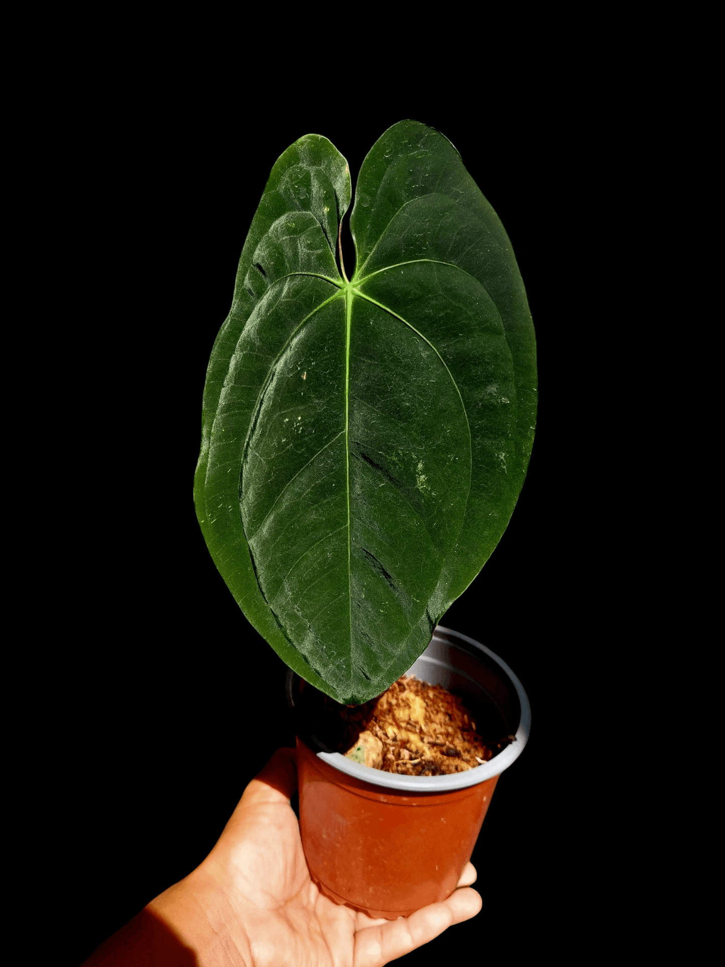 anthurium gualeanum Anthurium Papillilaminum 'Lago Gatun' Large Size Wild ecotype (EXACT PLANT) – Amazon Plants Peru