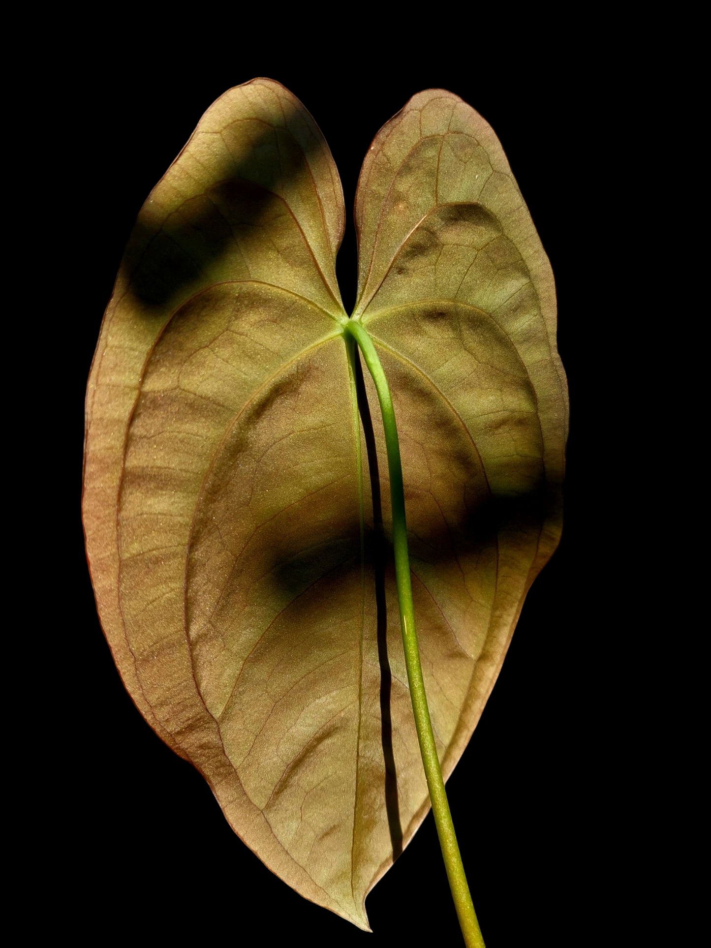 Anthurium Papillilaminum 'Lago Gatun' Large Size Wild ecotype (EXACT PLANT)