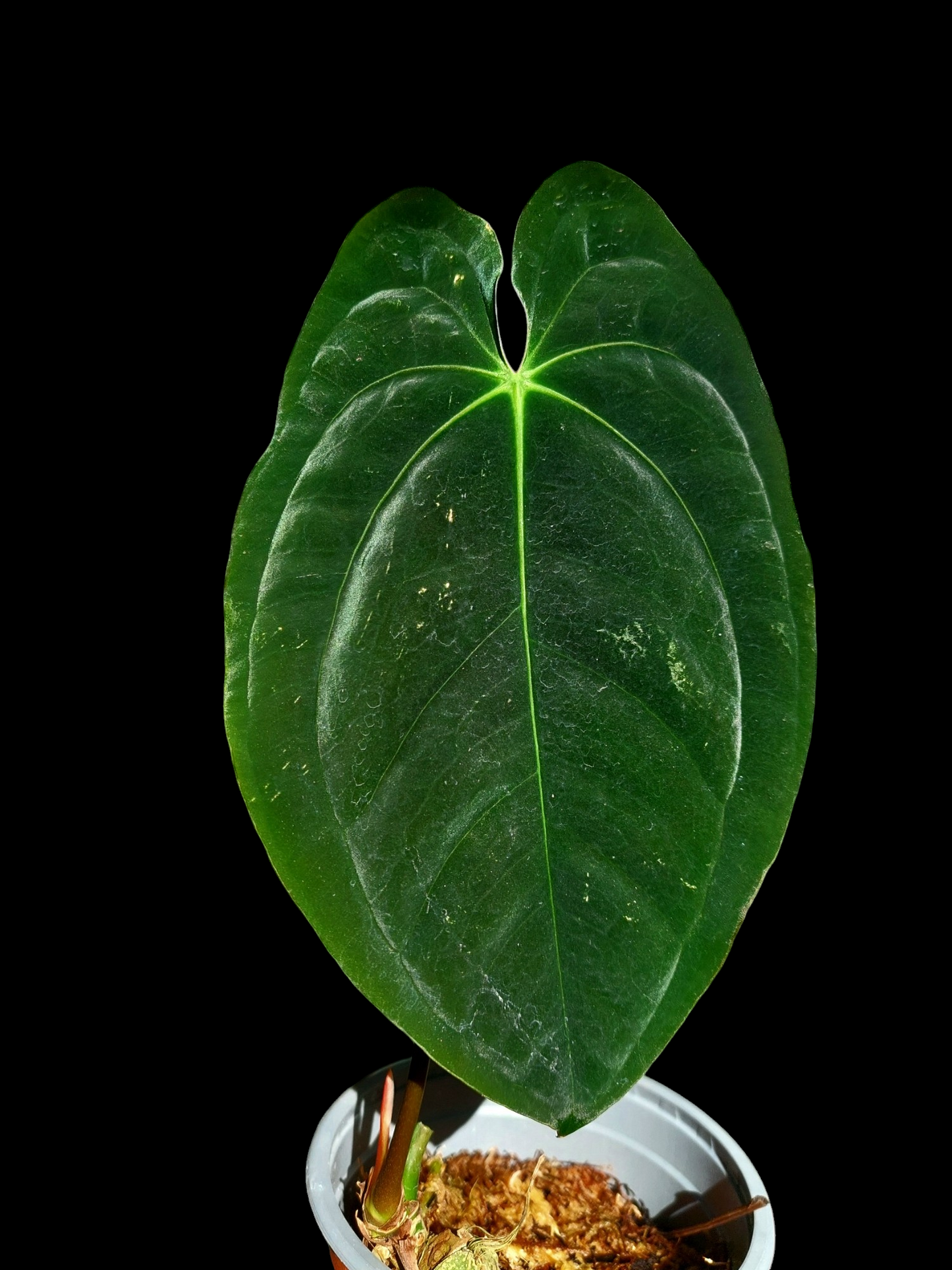 Anthurium Papillilaminum 'Lago Gatun' Large Size Wild ecotype (EXACT PLANT)