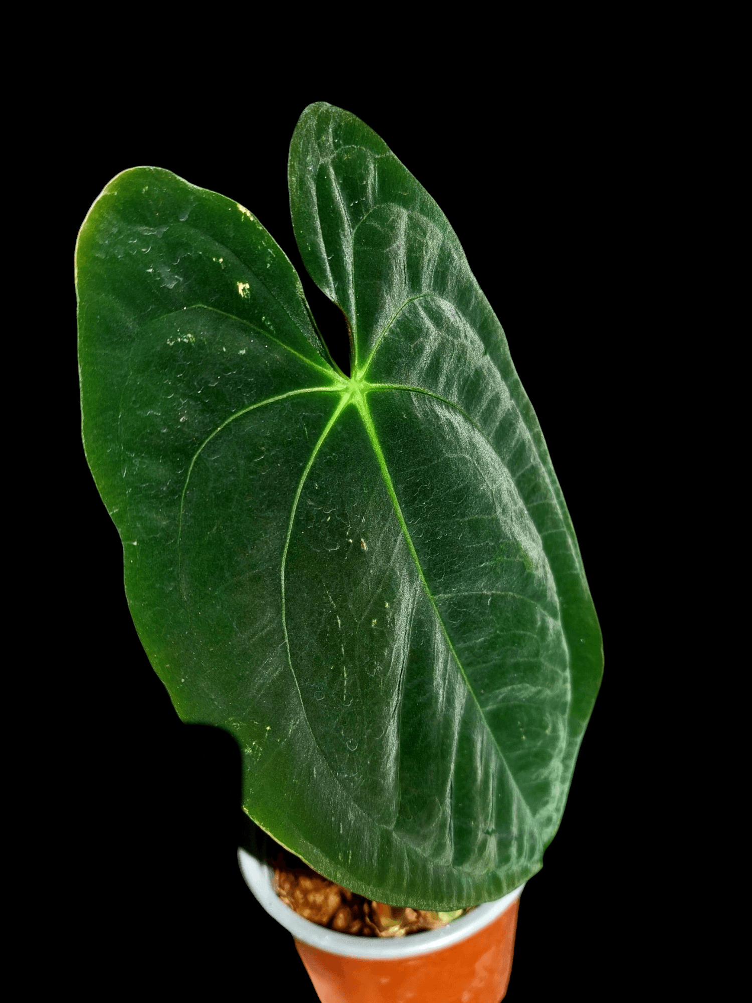 anthurium galeotti Anthurium Papillilaminum 'Lago Gatun' Large Size Wild ecotype (EXACT PLANT) – Amazon Plants Peru