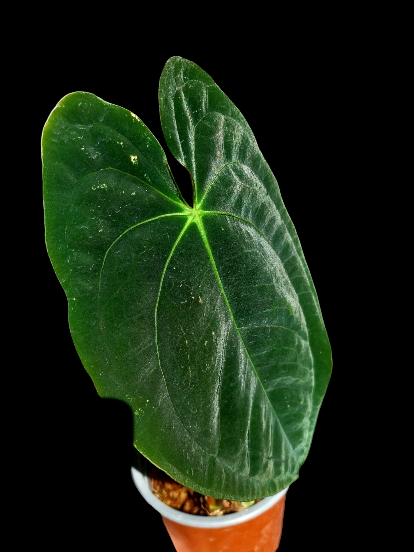 Anthurium Papillilaminum 'Lago Gatun' Large Size Wild ecotype (EXACT PLANT)