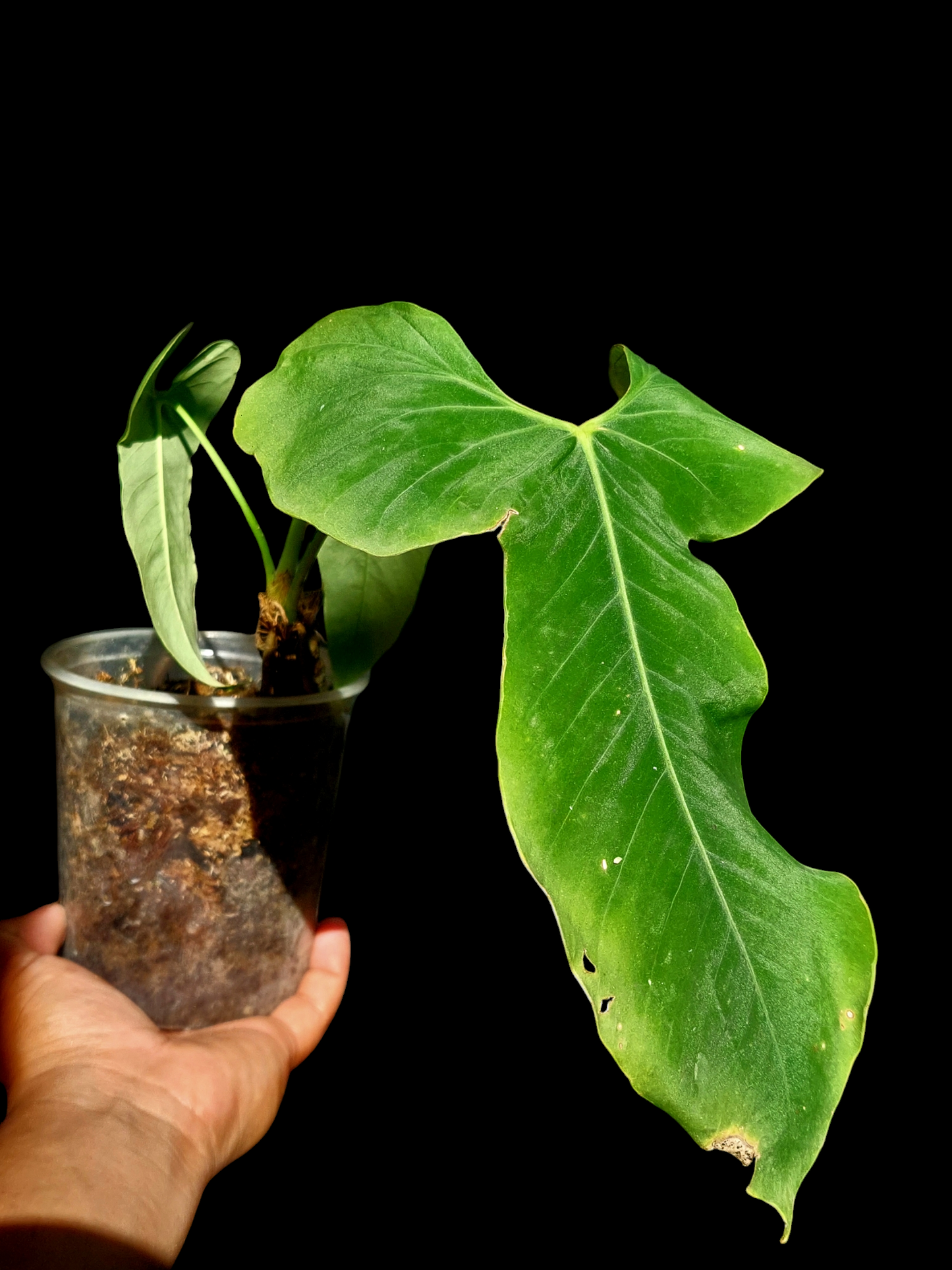 Anthurium Argyrostachyum 'Velvety' Mature Form (EXACT PLANT)