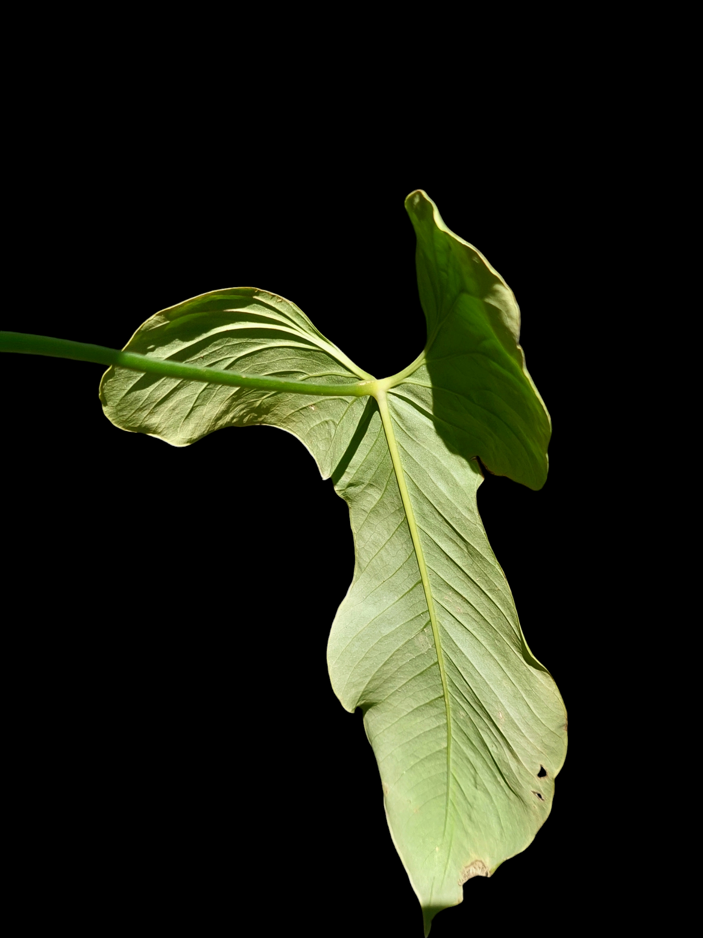 Anthurium Argyrostachyum 'Velvety' Mature Form (EXACT PLANT)